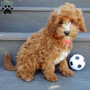 Lenny, Mini Goldendoodle Puppy